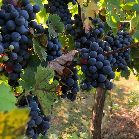 Borgo Syrah *