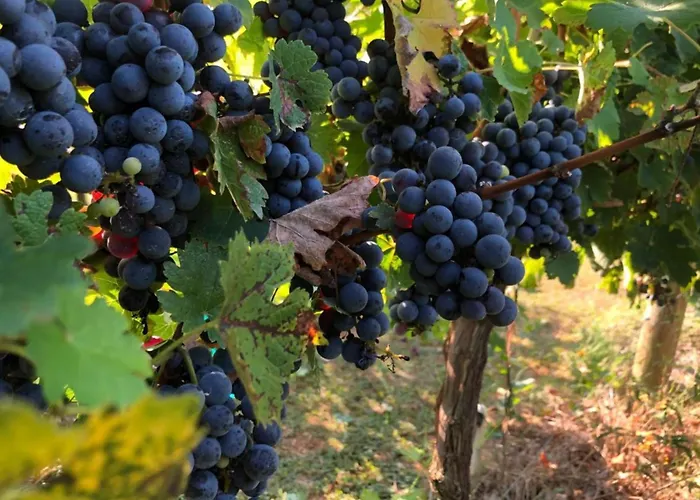 Borgo Syrah *